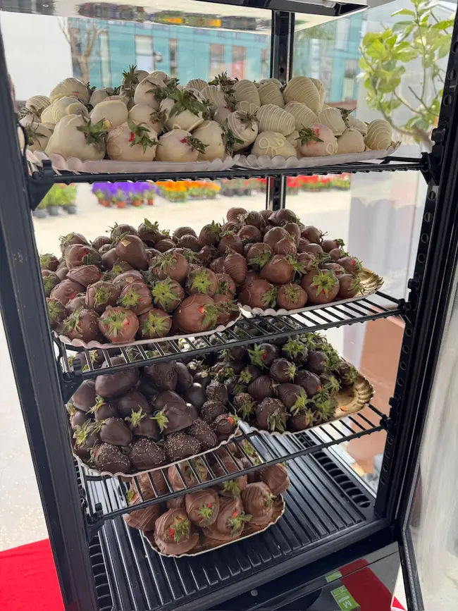 frigo avec fraises enrobées de chocolat